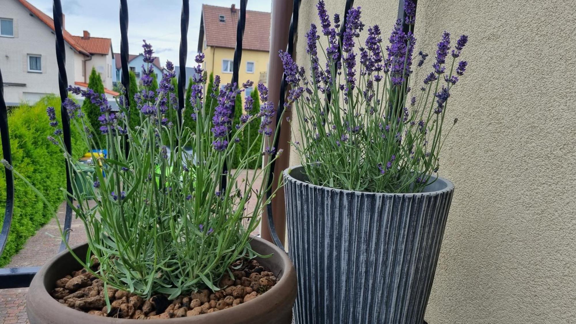 Apartament Lavenderleba Apartment Bagian luar foto